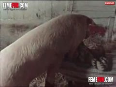 To rejoice, the pork fucked me so much, or a pig rapes a young woman.